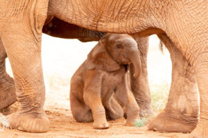 Baby Elephant photo copyright Judith Hain. 